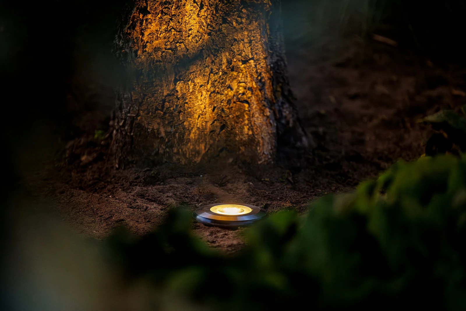 Lightpro grondspot verlicht de stam van een boom