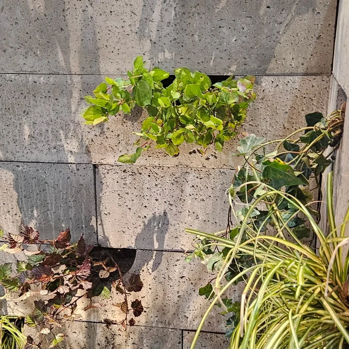 Schellevis Oudhollands Groenwand beplanting 20x20x100cm Grijs