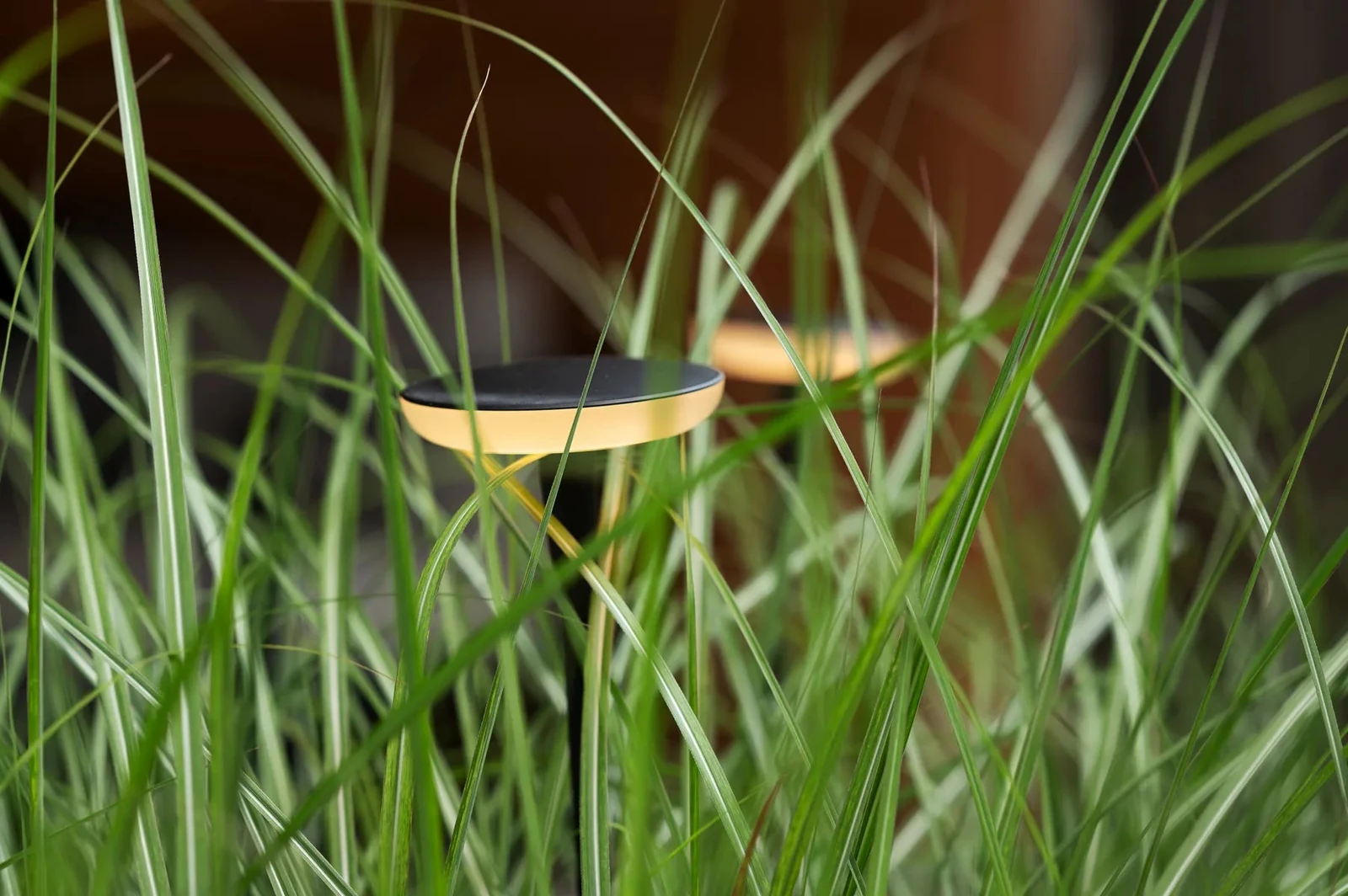 Een in-lite SWAY lamp tussen siergrassen
